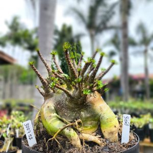 3007 52 Arabicum Bizão - Adulta