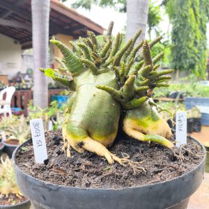 3007 51 Arabicum Júpter - Adulta