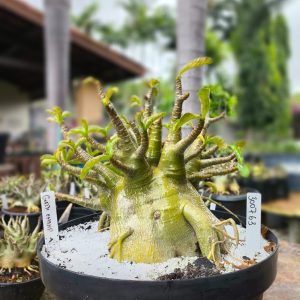 3007 63 Arabicum Godji Champ - Adulta