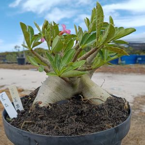 3007 01 Arabicum Nom Sod DD - Adulta