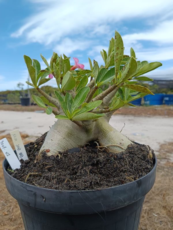 3007 01 Arabicum Nom Sod DD - Adulta
