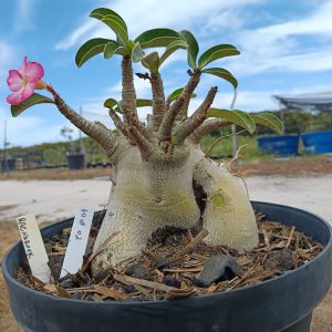 3007 02 Arabicum Ragnarok - Adulta
