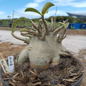 3007 03 Arabicum Ragnarok - Adulta