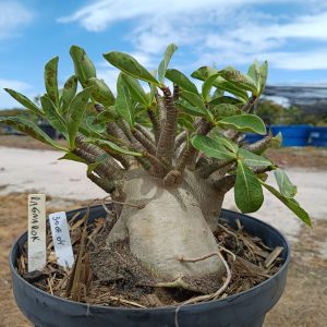 3007 04 Arabicum Ragnarok - Adulta