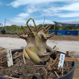 3007 05 Arabicum Godji DK x Godji Pura - Adulta