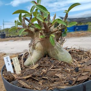 3007 06 Arabicum Godji x Aeung - Adulta