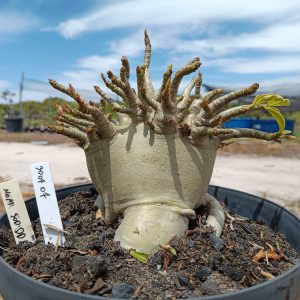 3007 07 Arabicum Nom Sod DD - Adulta