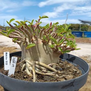 3007 09 Arabicum Arabicum RDF- Adulta