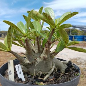 3007 10 Arabicum Nom Sod DD - Adulta