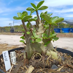 3007 11 Arabicum Thai Soco x Godji - Adulta