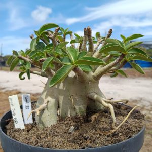 3007 15 Arabicum Nom Sod DD - Adulta