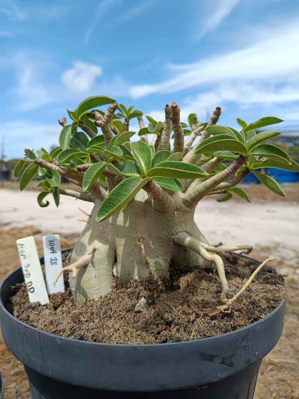 3007 15 Arabicum Nom Sod DD - Adulta