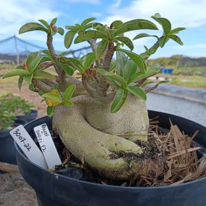 3007 22 Arabicum Dwarf x Godji - Adulta