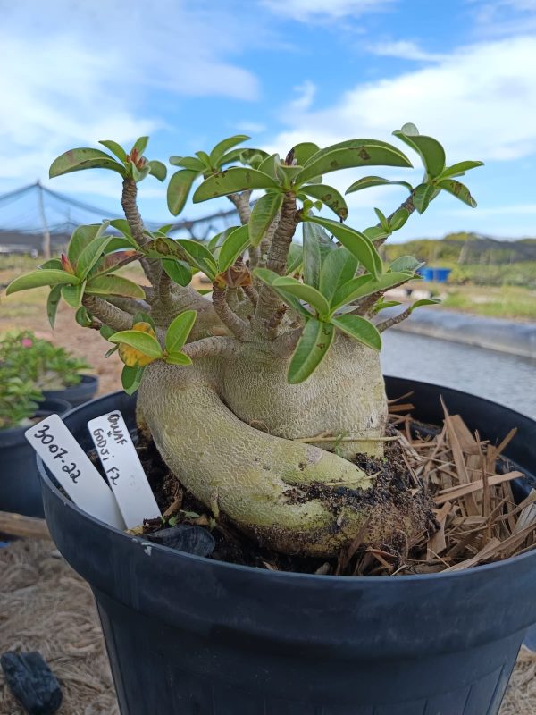 3007 22 Arabicum Dwarf x Godji - Adulta