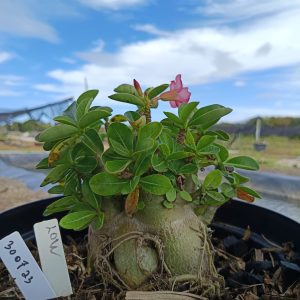 3007 23 Arabicum Low - Adulta
