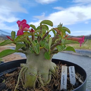 3007 24 Arabicum Godji Champ - Adulta