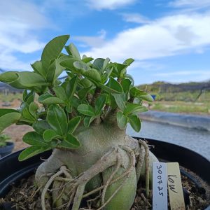 3007 25 Arabicum Low - Adulta