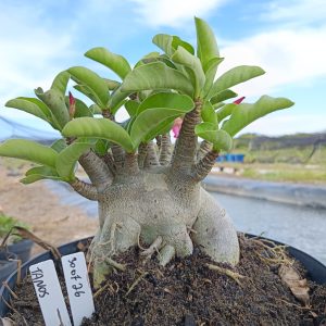 3007 26 Arabicum Tanos - Adulta