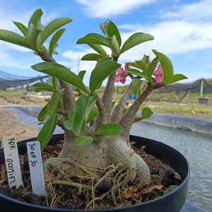 3007 30 Arabicum KDK x Godji - Adulta