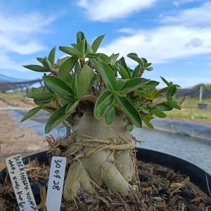 3007 28 Arabicum Black Halk x Hulk x Onyx x King Kong - Adulta