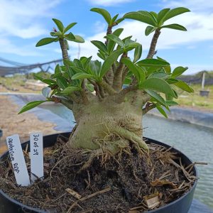 3007 29 Arabicum Arabicum RDF - Adulta