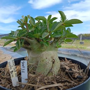 3007 31 Arabicum Nom Sod DD x Godji PNK - Adulta