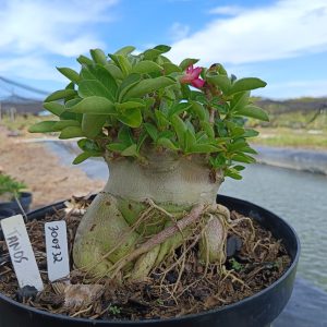 3007 32 Arabicum Tanos - Adulta