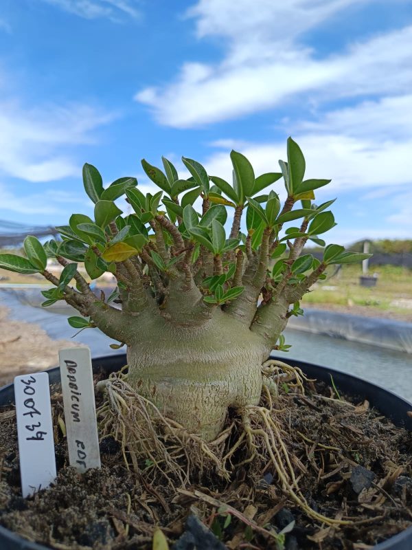 3007 34 Arabicum RDF - Adulta