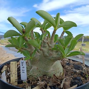 3007 35 Arabicum Aeung x Godji x Dinosaur - Adulta