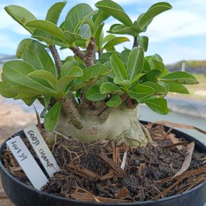 3007 39 Arabicum Godji Champ - Adulta