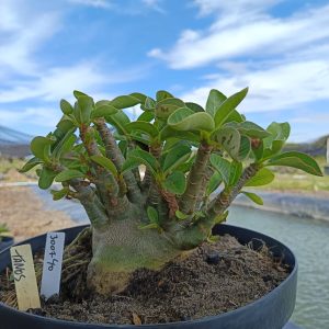 3007 40 Arabicum Tanos - Adulta