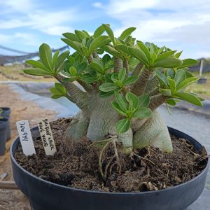 3007 44 Arabicum Big Foot x Hulk x King Kong - Adulta