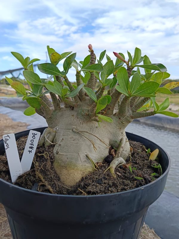 3007 47 Arabicum Tanos - Adulta