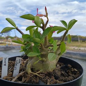 3007 48 Arabicum KDK x Godji - Adulta