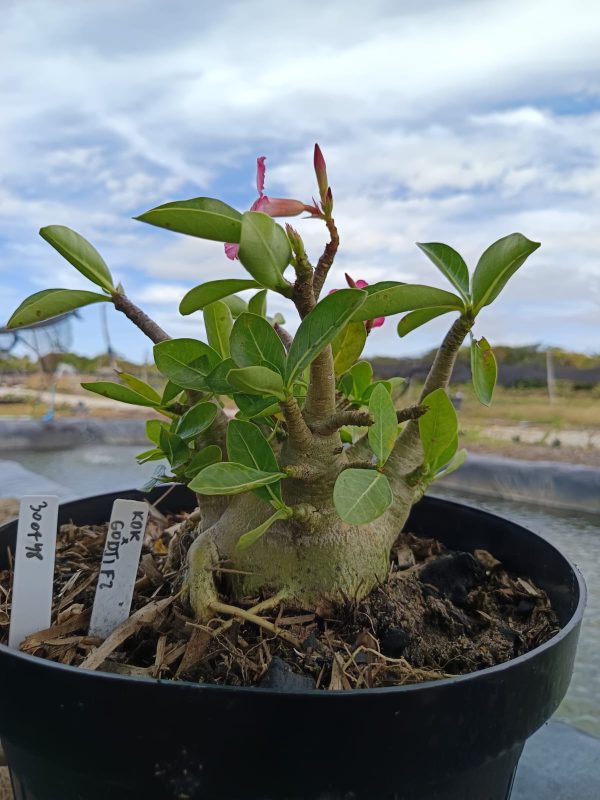 3007 48 Arabicum KDK x Godji - Adulta