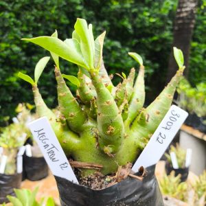 3009 22 Arabicum Megatron 12 meses