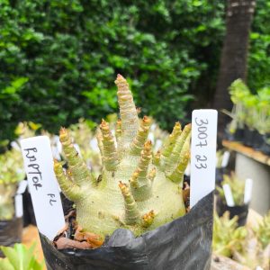 3010 23 Arabicum Raptor 12 meses