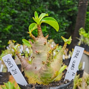 3011 24 Arabicum Star Wars 12 meses