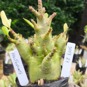 3014 27 Arabicum Mastodonte 12 meses