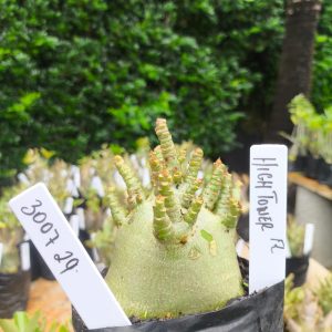 3016 29 Arabicum Hingtower 12 meses