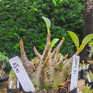 3017 31 Arabicum Atlas 12 meses