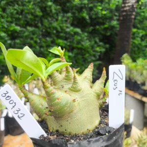 3017 32 Arabicum Zeus 12 meses