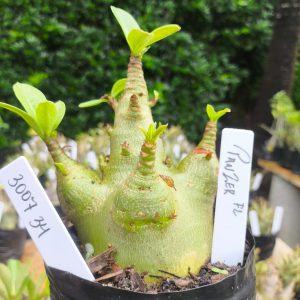 3017 34 Arabicum Panzer 12 meses