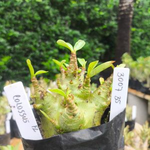 3017 35 Arabicum Colossus 12 meses