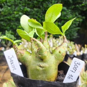 3017 36 Arabicum Jurassic 12 meses