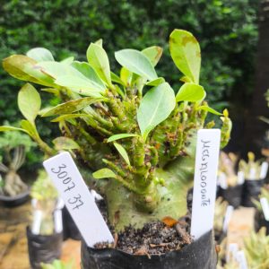 3017 37 Arabicum Megalodonte 12 meses