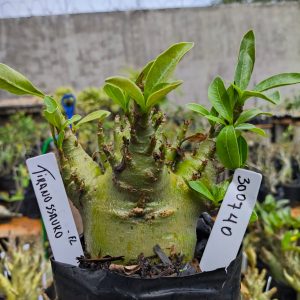 3017 40 Arabicum Tiranossauro 12 meses