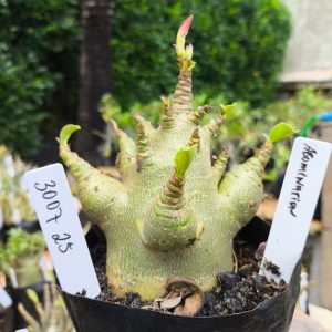 3012 25 Arabicum Abomination 12 meses