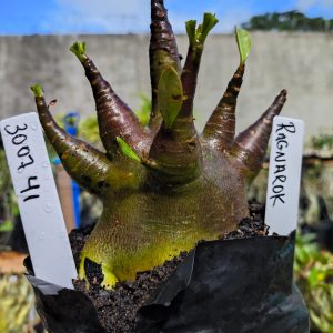 3028 41 Arabicum Ragnarok 12 meses