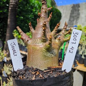 3029 42 Arabicum Javali 12 meses